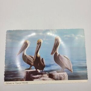 Vintage Pelicans in Tropical‎ Florida Postcard Curteichcolor 3-D Natural Color